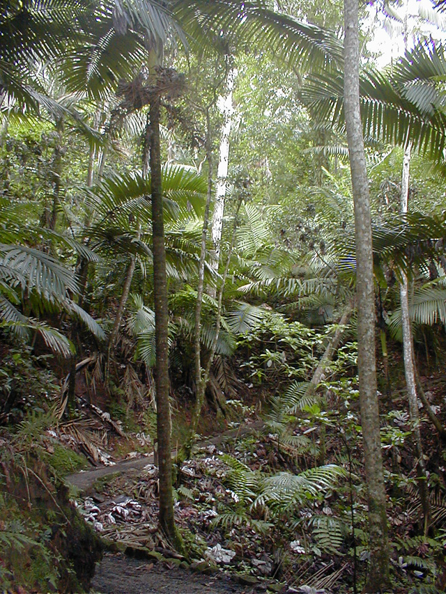 El Yunque - Big Tree Trail