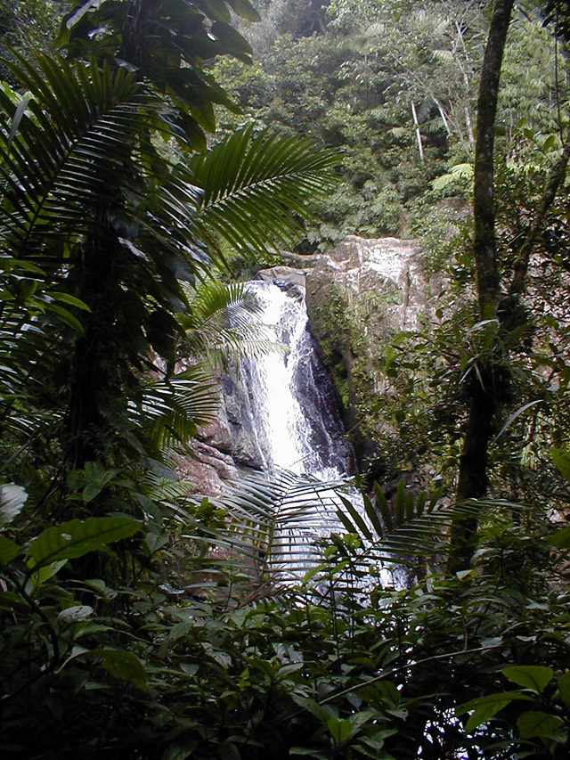 El Yunque - La Mina falls through trees