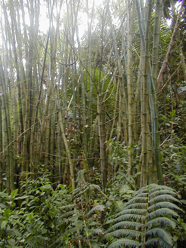 El Yunque - bamboo