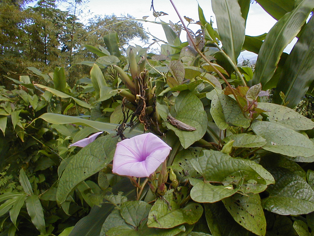 El Yunque - flower and grasshopper