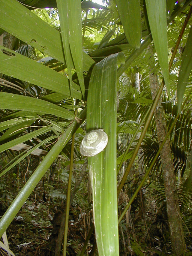 El Yunque - snail