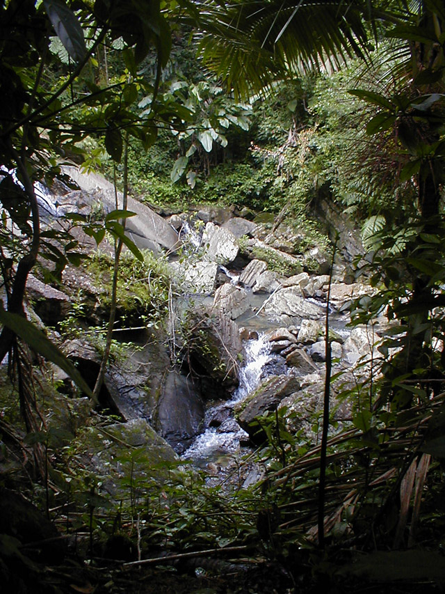 El Yunque - stream through trees