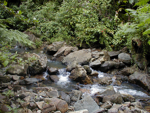 El Yunque - stream