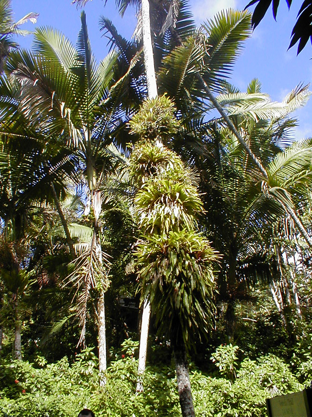El Yunque - tall palms