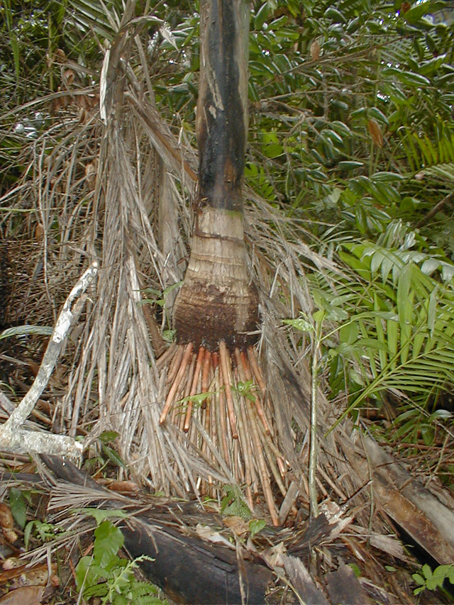 El Yunque - tap roots