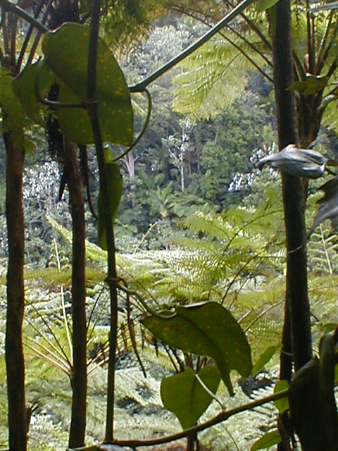 El Yunque - various plants