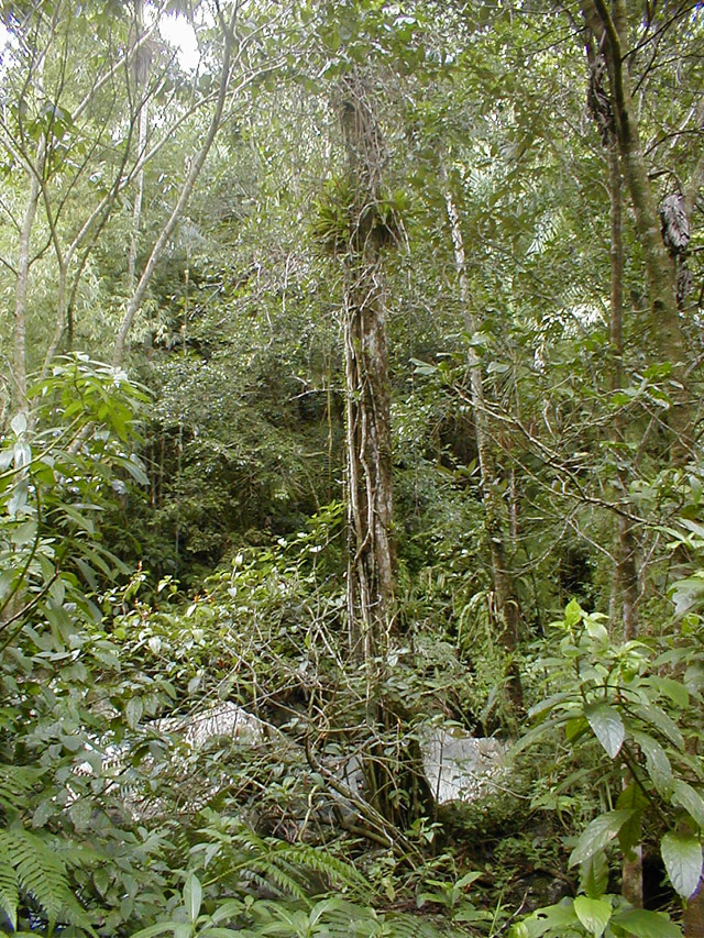 El Yunque - various trees