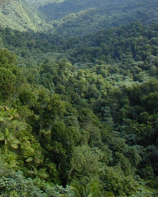El Yunque - view of vista from Yukah�a observation tower