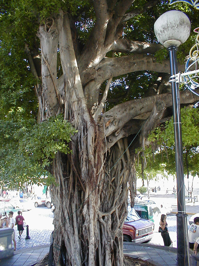 Old San Juan - big old tree